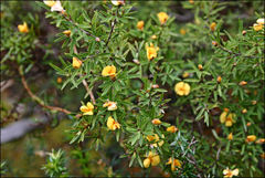 Pultenaea muelleri
