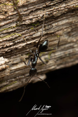 Leptomyrmex burwelli