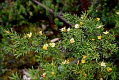 Pultenaea muelleri