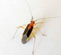 Ganocapsus filiformis