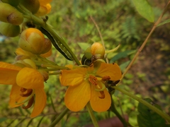 Senna hirsuta