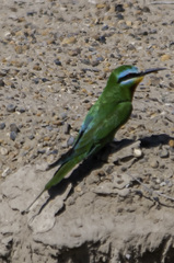 Merops persicus