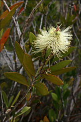 Melaleuca pallida