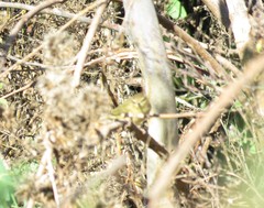 Phylloscopus ibericus