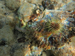 Isognomon perna