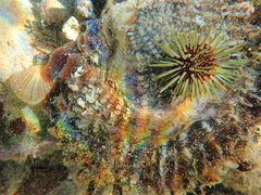 Isognomon perna