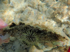 Isognomon perna