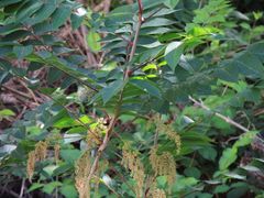 Toxicodendron trichocarpum