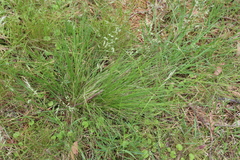Poa sieberiana
