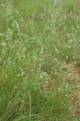 Poa sieberiana