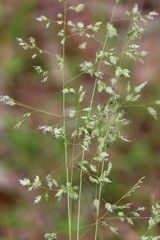 Poa sieberiana