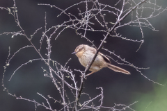 Prinia hypoxantha