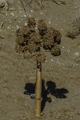Ferula