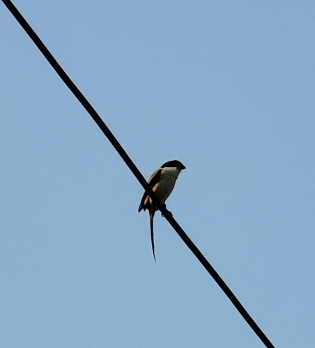 Long-tailed Shrike