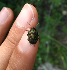 Orsilochides variabilis