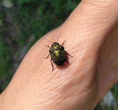 Orsilochides variabilis