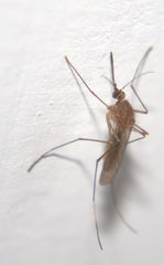 Culex pipiens