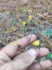 Hieracium megacephalon