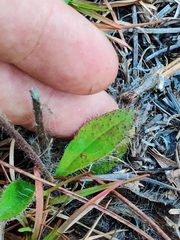 Hieracium megacephalon