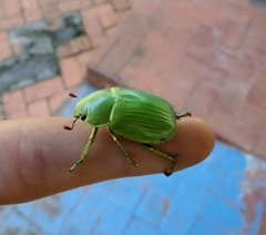 Chrysina psittacina