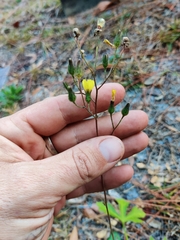 Hieracium megacephalon