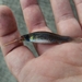 Bayou Topminnow - Photo (c) Mathew A Williams, some rights reserved (CC BY-NC), uploaded by Mathew A Williams