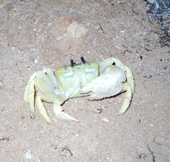 Ocypode convexa