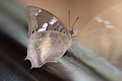 Charaxes xiphares