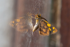 Metisella metis