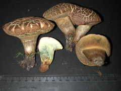 Xerocomellus cisalpinus