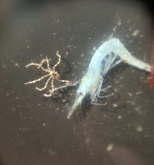 Ammothea hilgendorfi