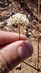 Lichtensteinia obscura