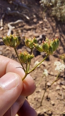 Lichtensteinia obscura