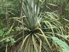 Dasylirion berlandieri