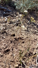Lichtensteinia obscura