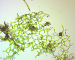 Hydrodictyon reticulatum