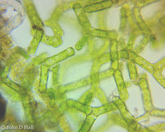 Hydrodictyon reticulatum