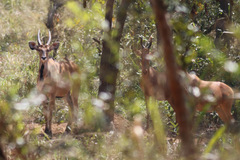 Tragelaphus derbianus gigas