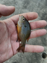 Lepomis marginatus