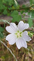 Malva preissiana
