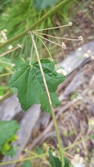 Malva preissiana