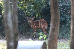 Tragelaphus eurycerus eurycerus