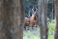 Tragelaphus eurycerus eurycerus