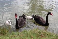 Cygnus atratus