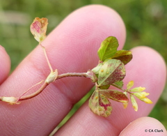 Uromyces trifolii-repentis