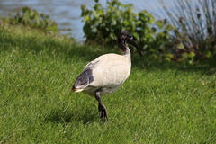 Threskiornis molucca