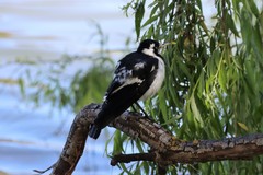 Grallina cyanoleuca