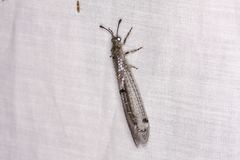 Bandidus canifrons