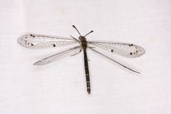 Bandidus canifrons