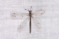 Bandidus canifrons